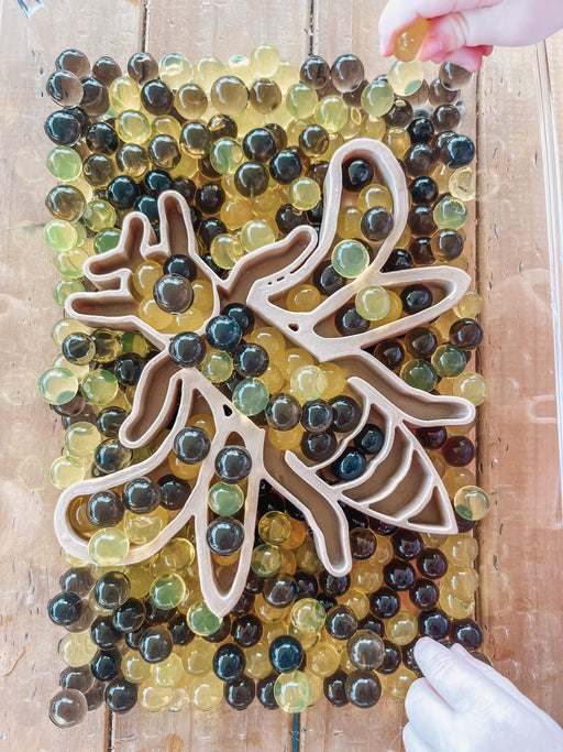 Sensory Tray: Honeybee - Hooked On Learning