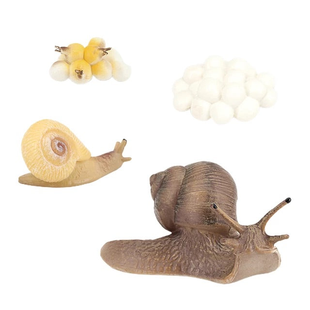 Life Cycle of Snail